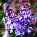 lilacs-and-loveletters avatar