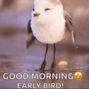 lilbirdieduntoldme avatar