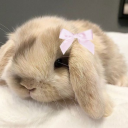 lilbunny1111 avatar
