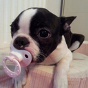 lilcaterpillar-blog avatar