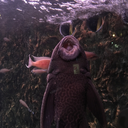 lilcookiesworld avatar