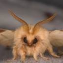 lilfuzzymoths avatar