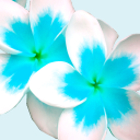 lilies-and-plumerias avatar