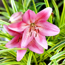 lilies-inthewild avatar