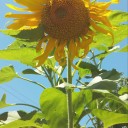 lilith-finche avatar