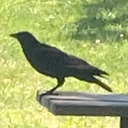 lilith-projects avatar