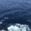 lilithstar13666 avatar