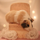 liliththeguineapig avatar