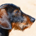 lilla-gryssebos avatar