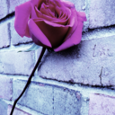 lilliac-rose-blog avatar
