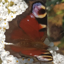 lillianmerrose avatar