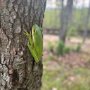 lillie-love626 avatar