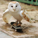 lillyan4ever513 avatar