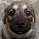 lillyshadowangel21 avatar