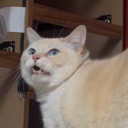 lilmarysunshine avatar