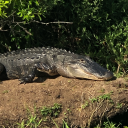 lilnuggiesblog avatar