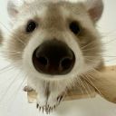 lilraccoonpaws avatar