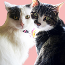 lily-and-pepper avatar