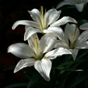 lily-lumine avatar