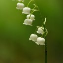 lily-of-the-valley-2763 avatar