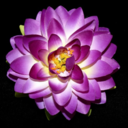 lilyloses-blog avatar