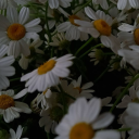 lilyroseysworld avatar