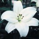 lilyshadowwriter avatar