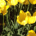 limelimelimelime-lime avatar