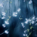 limerencelove avatar