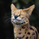 limewind-ferie avatar