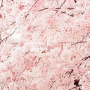 liminal-whereabouts-blog avatar