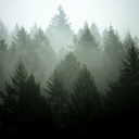 limited-edition-d0rk avatar