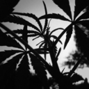 limitless-endless avatar