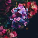 limitlesslilmiss avatar