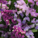 limonium-anemos avatar