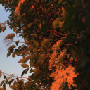 limonlumarull avatar