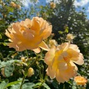 linafinsterwald192 avatar