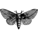 linasymphonia avatar