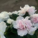 lincevetaureolingotx avatar