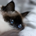 lindasmaxismatch avatar