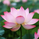 linenandspice avatar