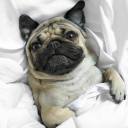 lintuwaterfall avatar