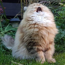 lion-shoelaces avatar