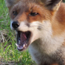 lion-stitches avatar