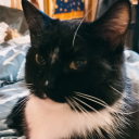 lion-with-glasses avatar