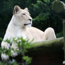 lionesse-noire avatar