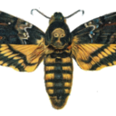 lionessofearth avatar