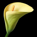 lionhearted13 avatar