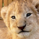 lions-in-photo-albums avatar