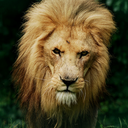 lionscubs-blog avatar